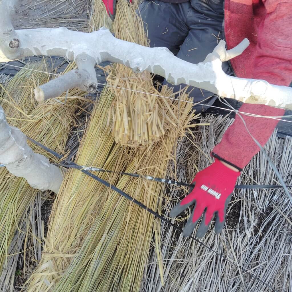 いちじく畑にわらを敷いている様子